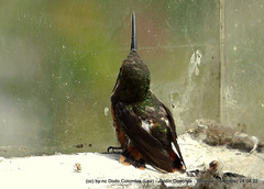 Chaetocercus heliodor