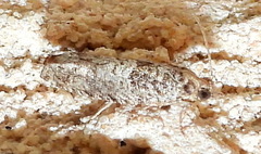 Pseudexentera knudsoni