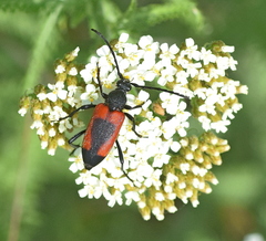 Stictoleptura cordigera