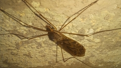 Ischnotoma