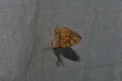 Gandaritis pyraliata