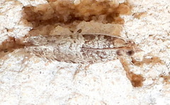 Pseudexentera knudsoni