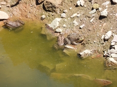 Lithobates montezumae