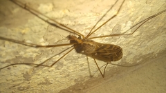 Ischnotoma