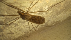 Ischnotoma