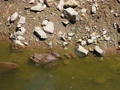 Lithobates montezumae