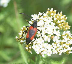 Stictoleptura cordigera