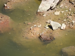 Lithobates montezumae