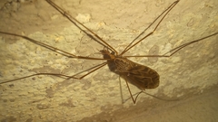 Ischnotoma