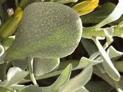 Physaria acutifolia