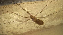 Ischnotoma