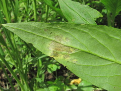 Hyaloperonospora hesperidis