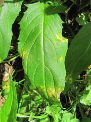 Hyaloperonospora hesperidis
