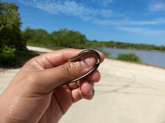 Marisora lineola