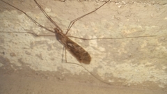Ischnotoma