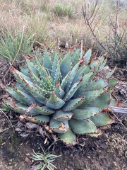 Aloe pratensis
