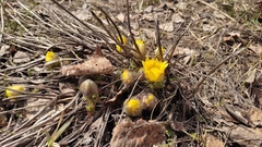 Adonis vernalis