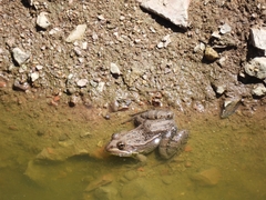 Lithobates montezumae