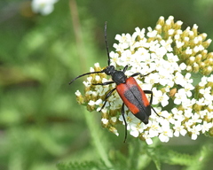 Stictoleptura cordigera