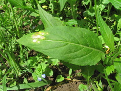 Hyaloperonospora hesperidis