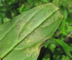 Hyaloperonospora hesperidis