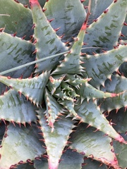 Aloe pratensis