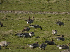 Anser albifrons albifrons