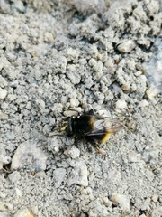 Criorhina ranunculi
