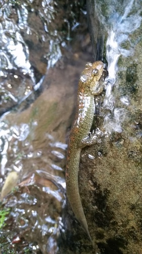 Desmognathus gvnigeusgwotli