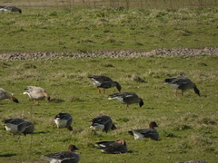 Anser albifrons albifrons