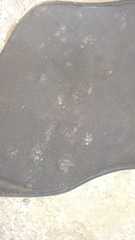 Bassariscus