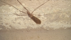 Ischnotoma