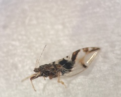 Bactericera maculipennis