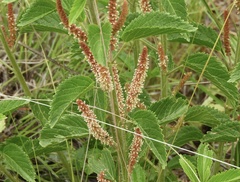 Acalypha communis