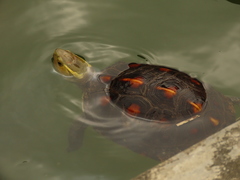 Cuora flavomarginata