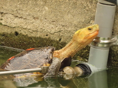 Cuora flavomarginata