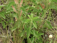 Acalypha communis