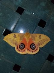Automeris jucunda