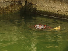 Cuora flavomarginata