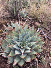 Aloe pratensis