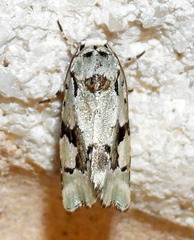 Emarginea percara
