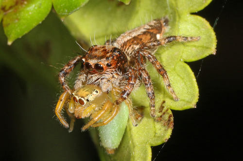 Thyene ogdeni photographed in Mozambique