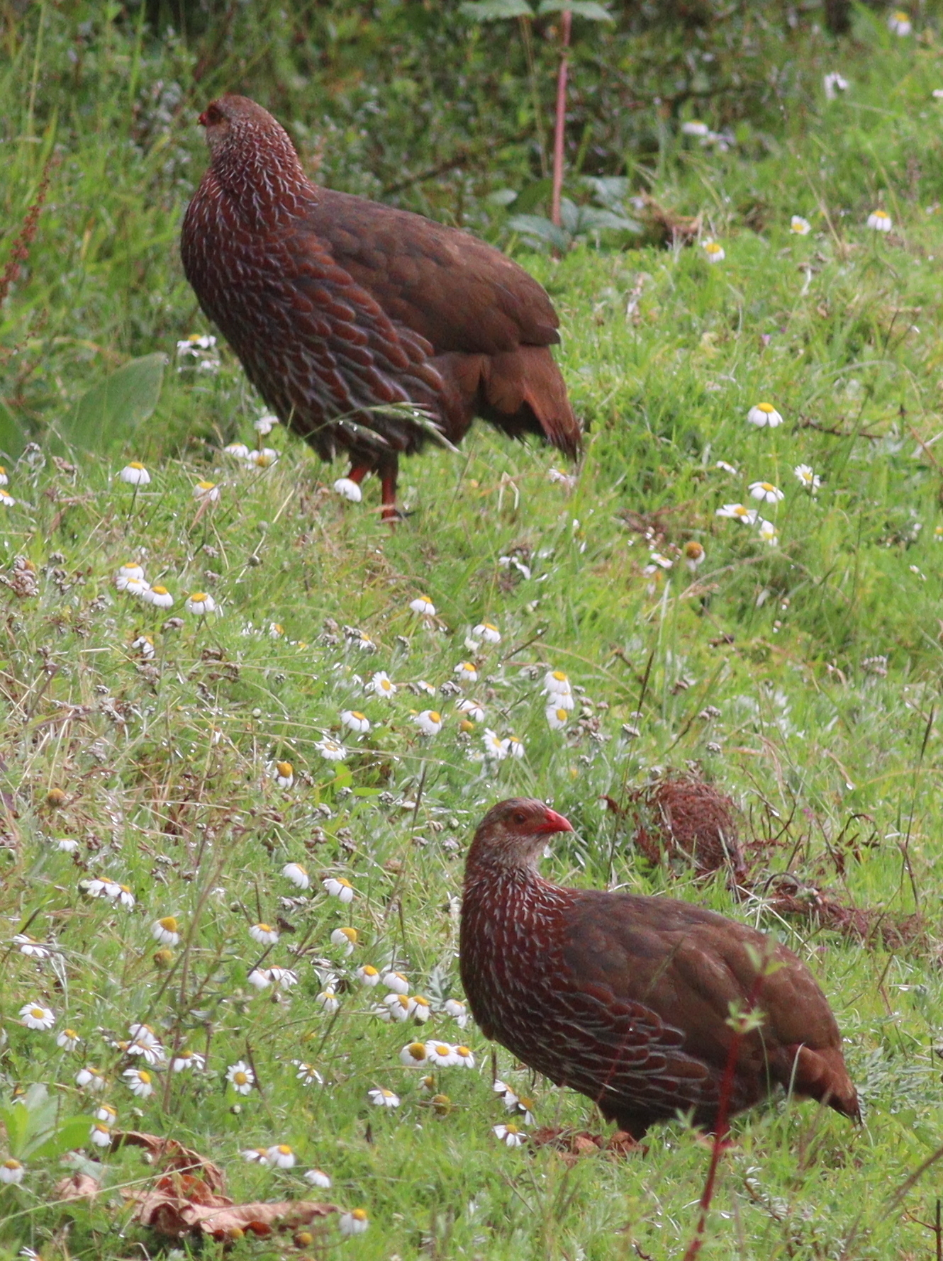 Jackson's Spurfowl (Pternistis jacksoni), photo 5