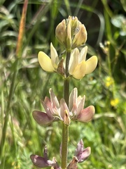 Lupinus gredensis