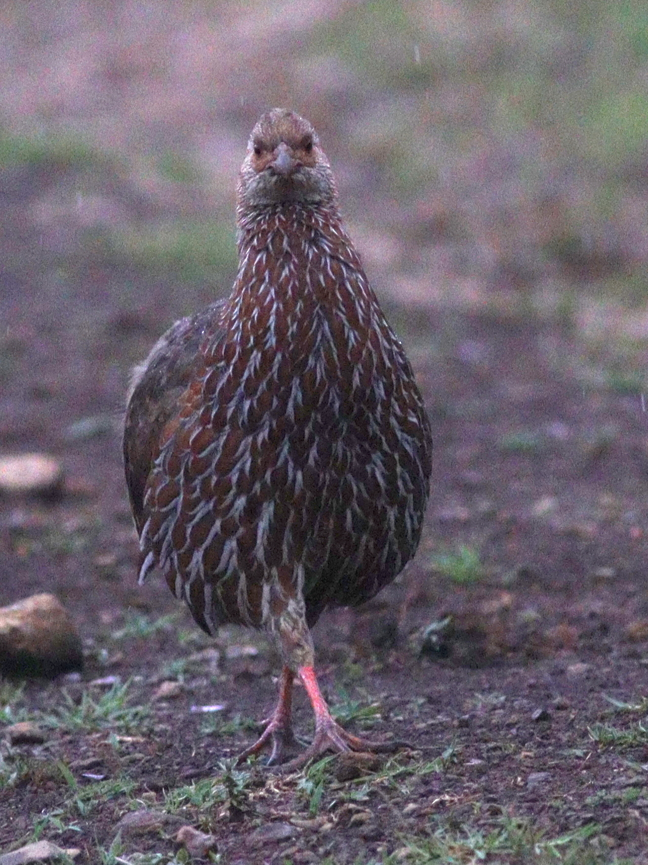 Jackson's Spurfowl (Pternistis jacksoni), photo 6