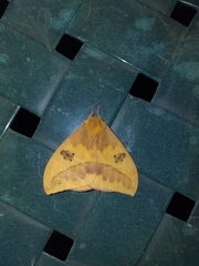 Automeris jucunda