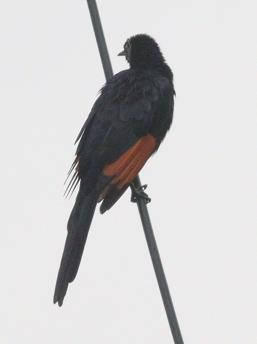Slender-billed Starling (Onychognathus tenuirostris), photo 3