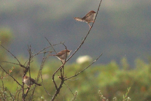 Hunter's Cisticola (Cisticola hunteri), photo 8