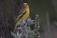 Serinus flavivertex