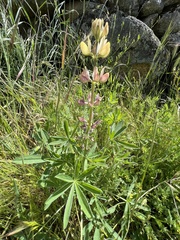 Lupinus gredensis